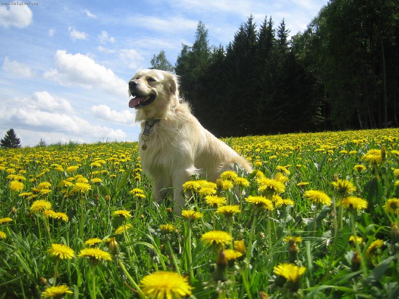 Foto: v pampeliskach-ze mi to tu moc slusi...?