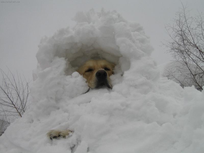 Foto: zavaleny pejsek-ze by lavina...?