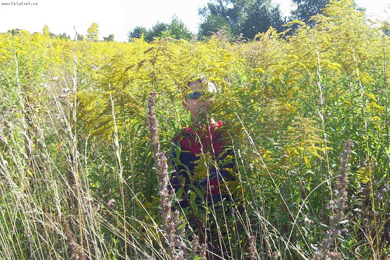 Foto: Boj ve vysok� tr�v� ;o)