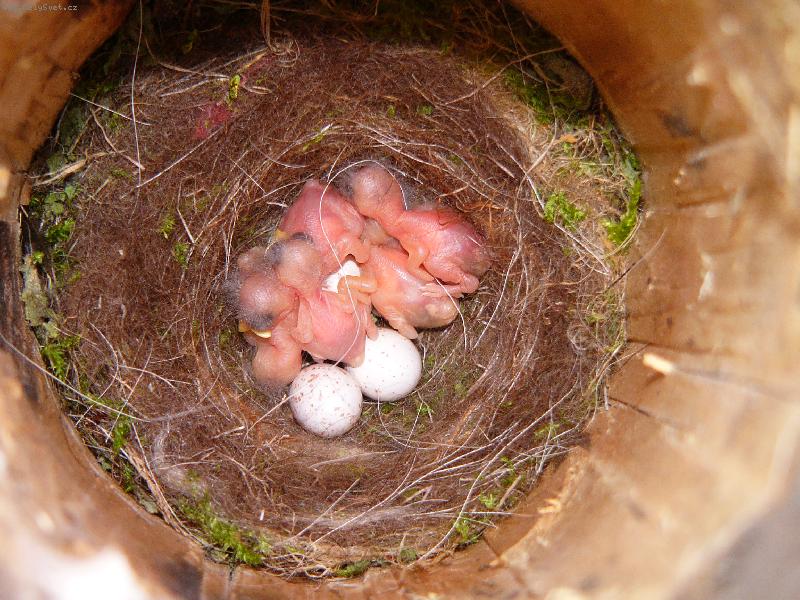 Foto: zrozen� �ivota-s�korky