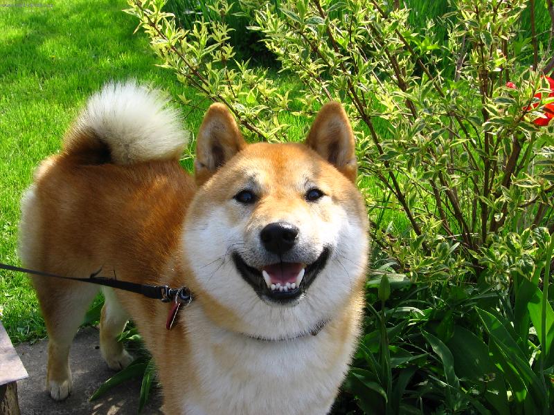 Foto: aki se sm�je