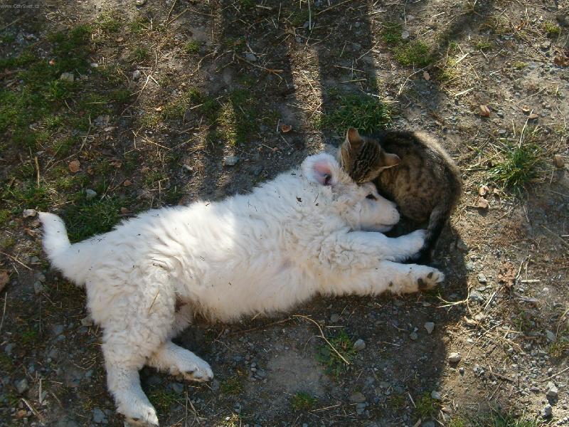 Foto: j� a m�j kamar�d kocour
