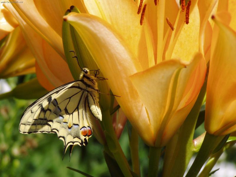 Foto: ODPO��VAM NA CHVILKU