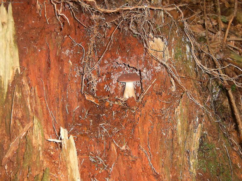 Foto: Houby v�ude-... mn� se neschov� !