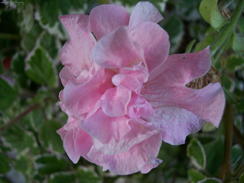 Foto: Zatm�n� m�s�ce-dokonalost