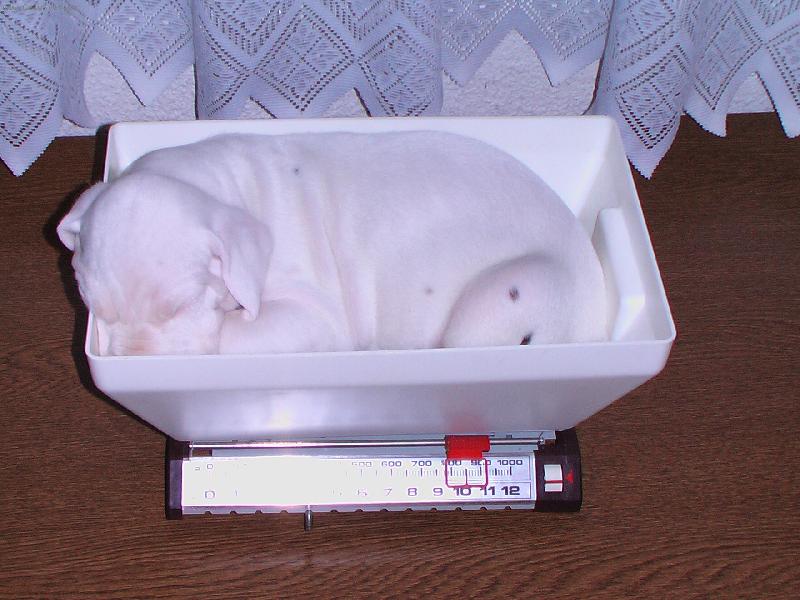 Foto: Campbell- �t���tko ve v�ku 4t�dn�