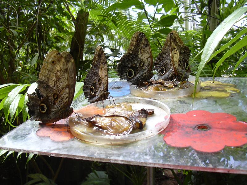 Foto: Krmen� mot�lk�