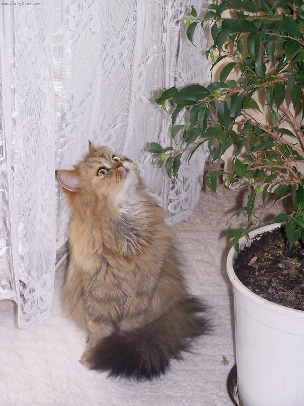 Foto: Elizabeta-Kdepak ty pt��ku hn�zdo m�?