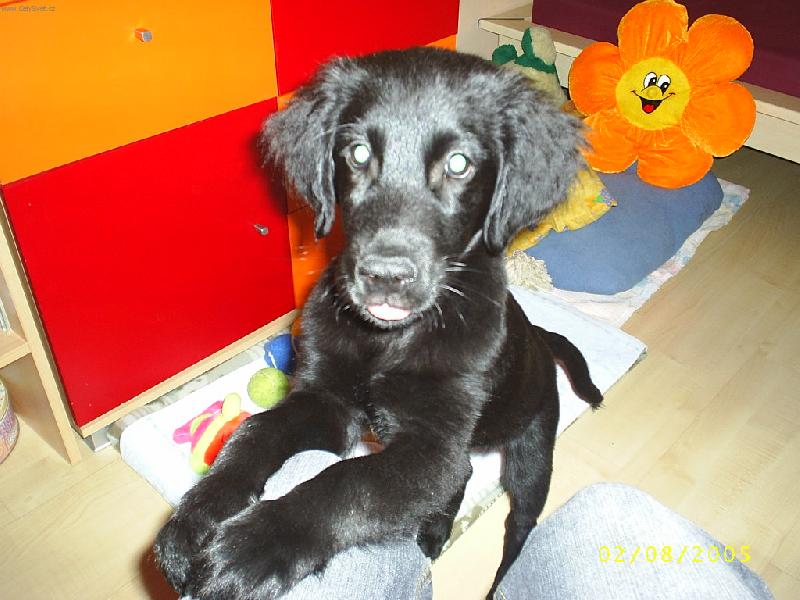 Foto: Pejs��ek Nico-Takhle hezky um�m prosit