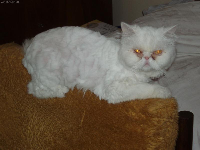 Foto: Na�e J.T.-Zrovna po st��h�n�