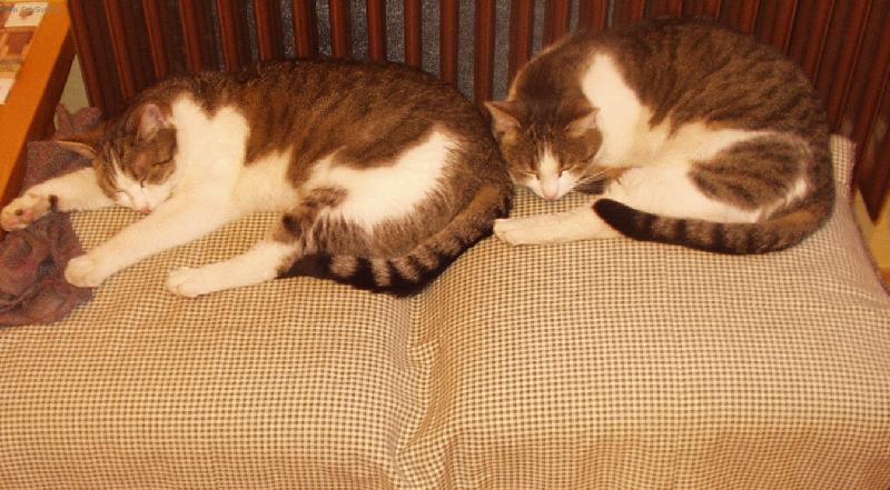 Foto: DVOJ�ATA-DOMA U KAMEN