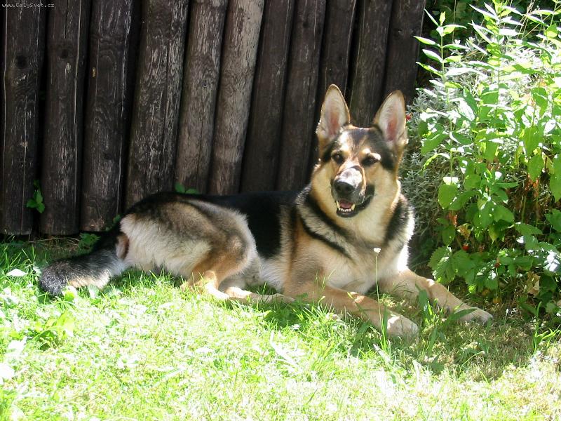 Foto: Amor-Odpoledn� siesta