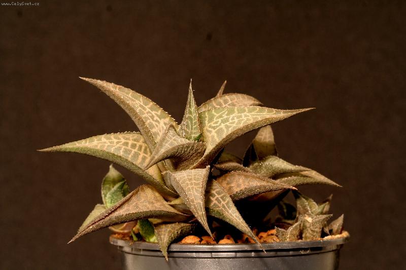 Foto: Sukulent-Haworthia