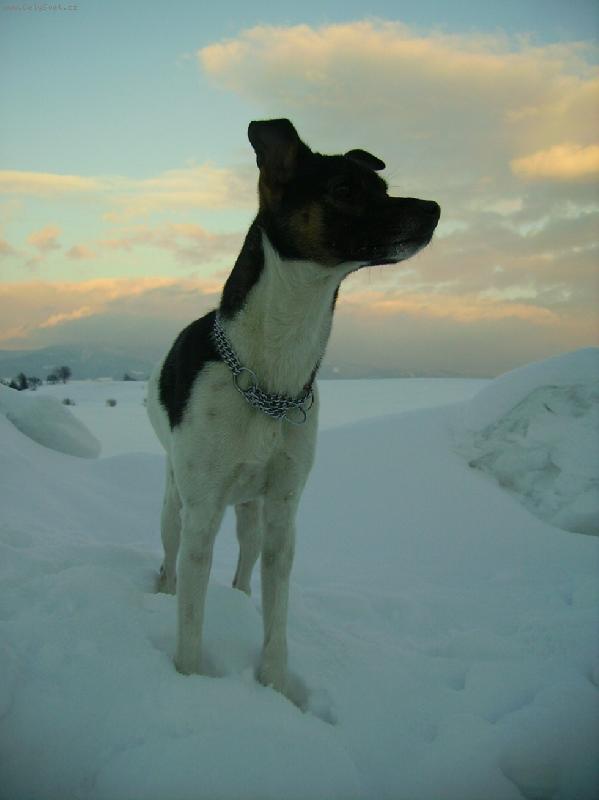 Foto: Vip�k-Um�m p�zovat