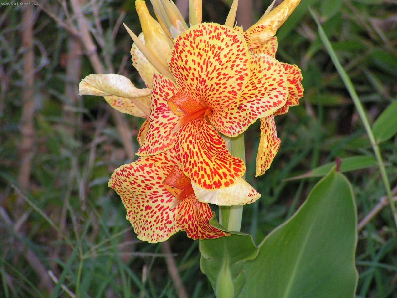 Foto: Misano 2006 kvet