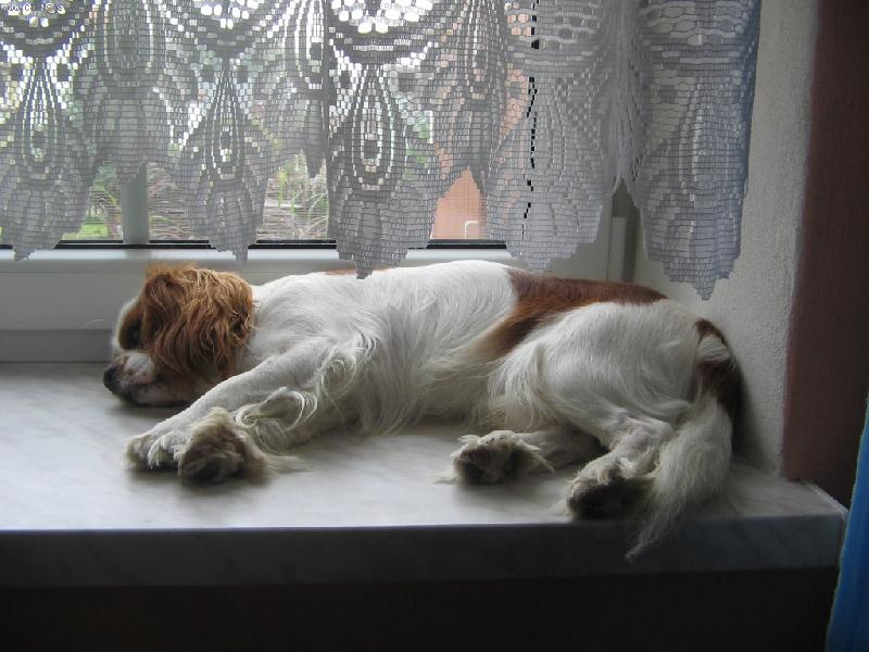 Foto: Kaval�r King Charles �pan�l-Je lep�� b�t psem nemysl�te?