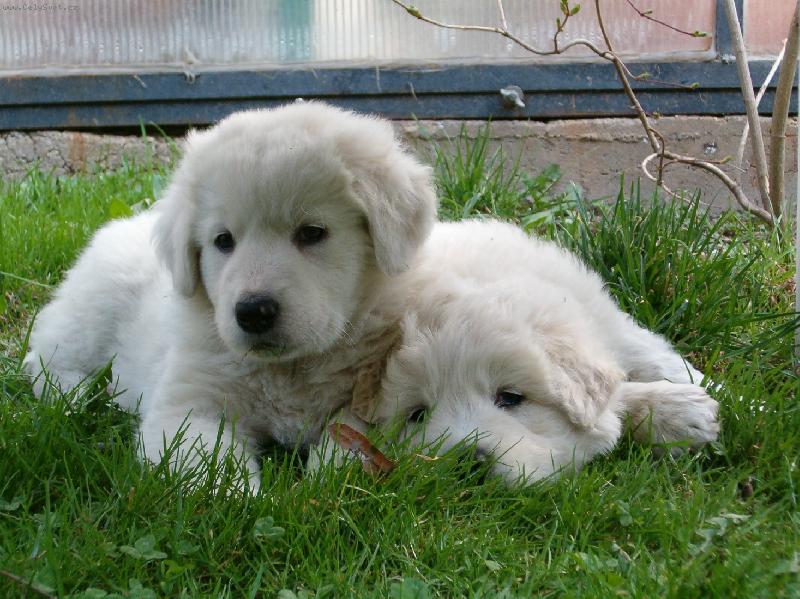 Foto: Pohodi�ka v tr�v�