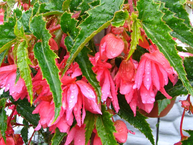 Foto: kytka v z�v�su