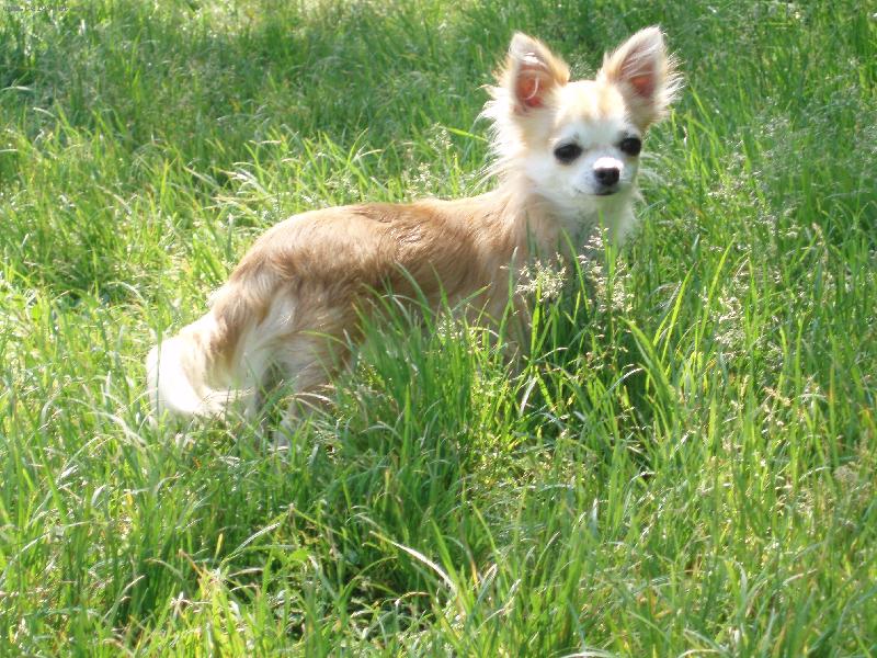 Foto: �ikina-mazl��ek