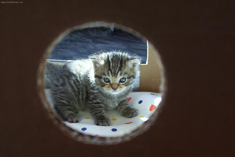 Foto: Tyg��k-mal� mazl�k