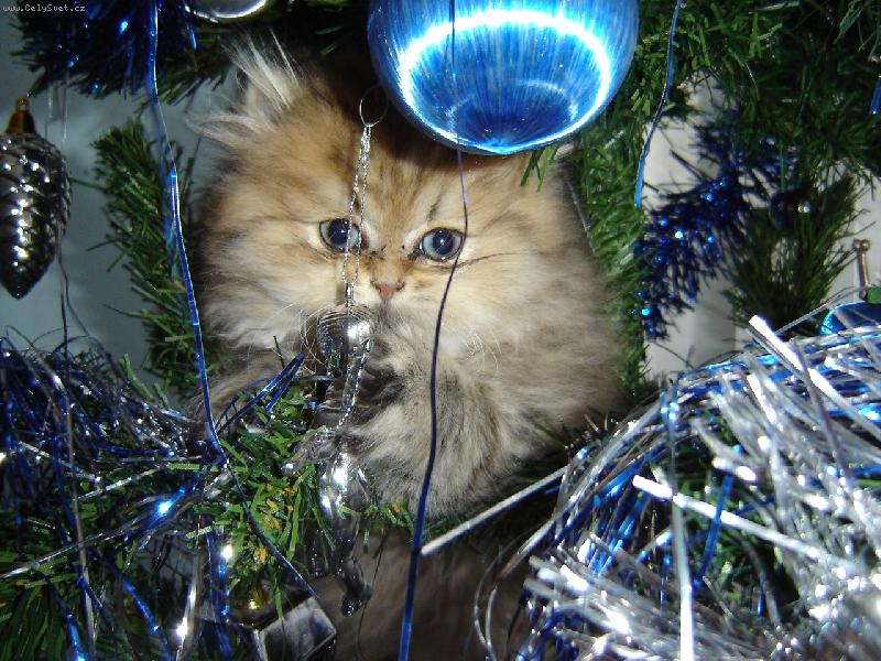 Foto: v�no�ni d�re�ek-d�re�ek kter� pot�� i pot�p�