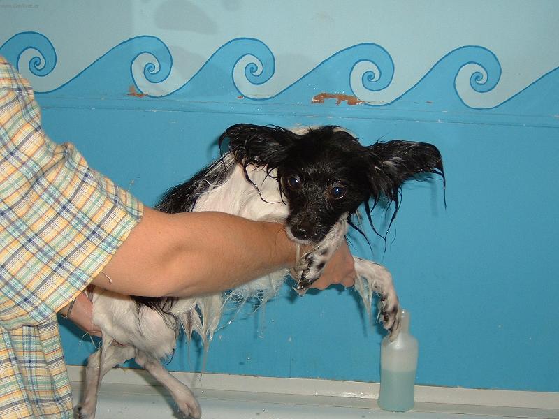 Foto: pom�c-tak m� t�raj p�ed v�stavou