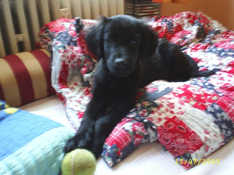 Foto: Pohoda u pani�ky v posteli (Flat coated retiever)-Takhle si hov�m v pani�ky pel�ku