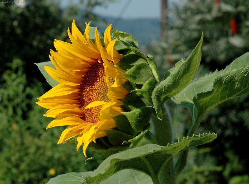 Foto: Slune�nice-takhle mi sv�t� slun��ko p�ed okny