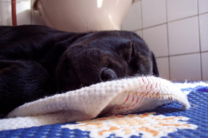 Foto: Rotvajl��� hol�i�ka