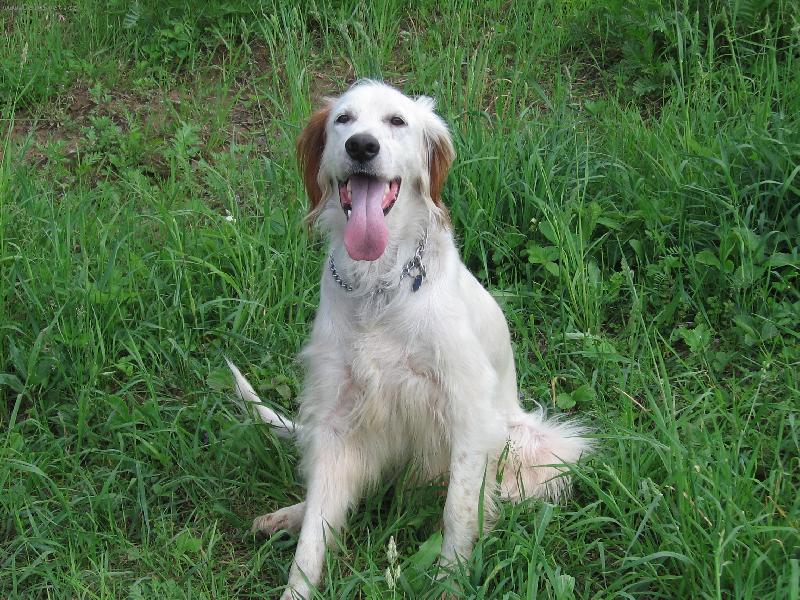 Foto: Benysek...-Leno�en� na louce!!