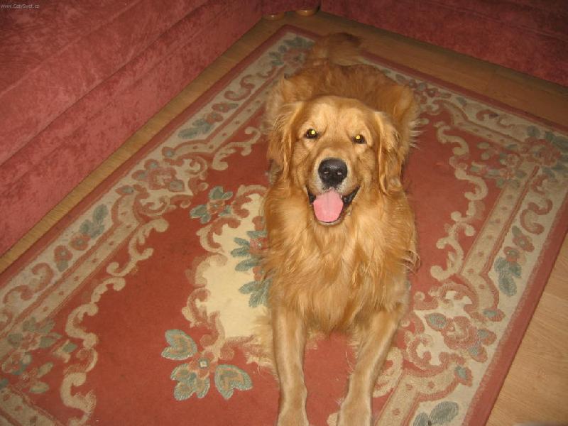 Foto: Saf�nek-to sem ale hodnej co?!