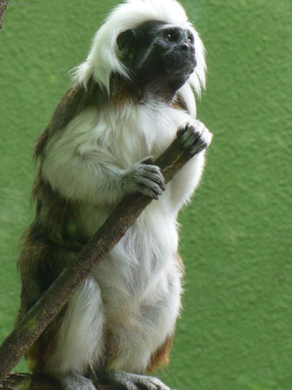 Foto: Opi�ka-Zoo Svat� Kope�ek u Olomouce