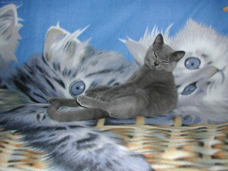 Foto: n� mal� kocourek-us�n�n�