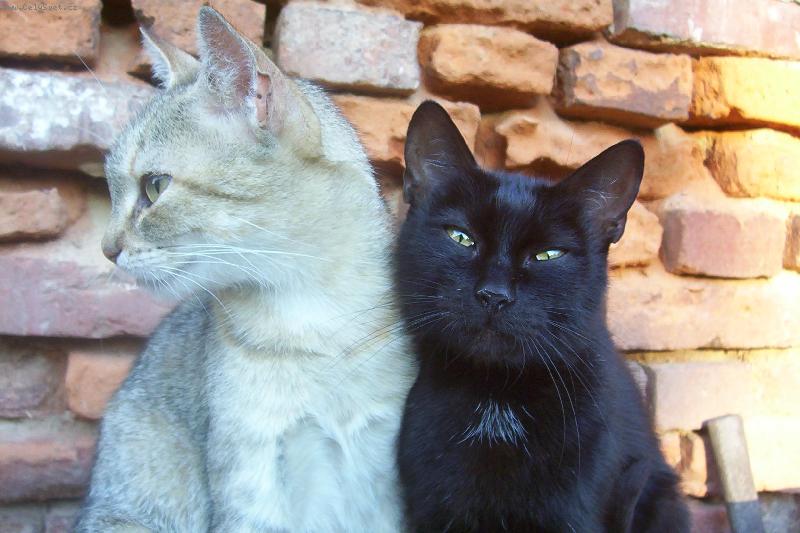 Foto: ko�i�� l�ska-matka s dcerkou