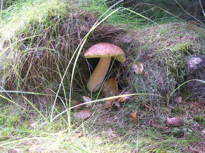 Foto: pravej prav�k-ten se mi ale schoval!