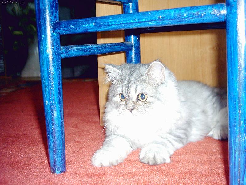 Foto: Persk� ko�ka-�ek�m a� n�co vyleze