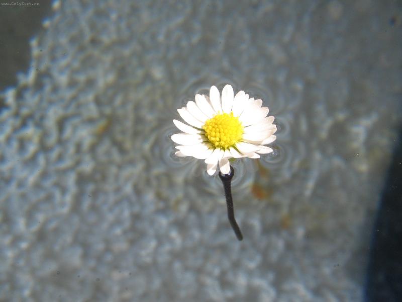 Foto: Sedmikr�ska Chudobka-Je sv��, nemysl�te?