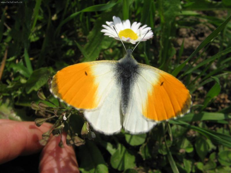 Foto: Nen� nad sladk� nektar z kv�t�!