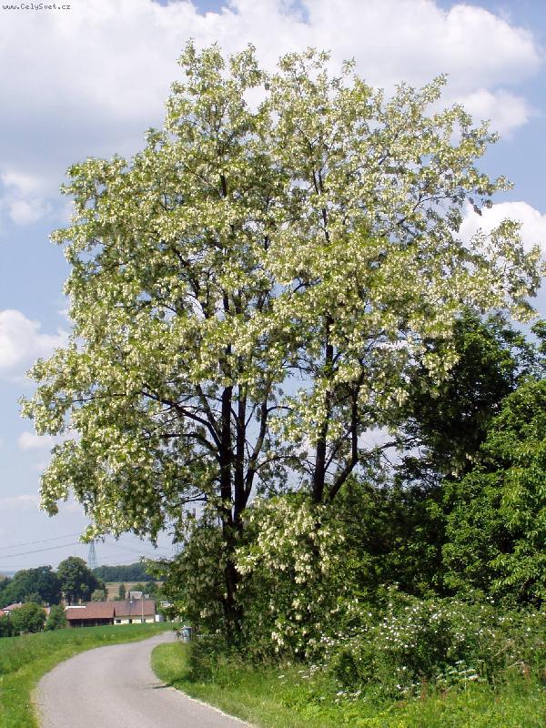 Foto: Cesti�ka k domovu