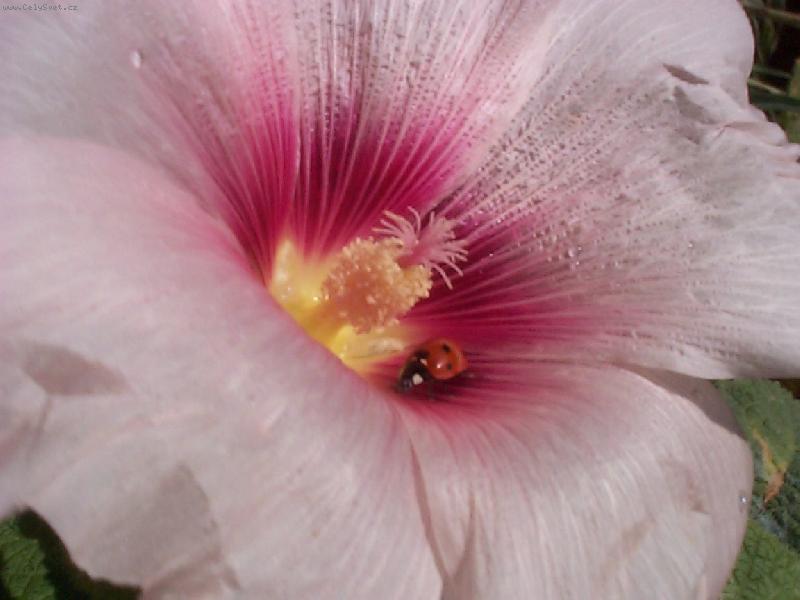 Foto: R��ov� p��telstv�