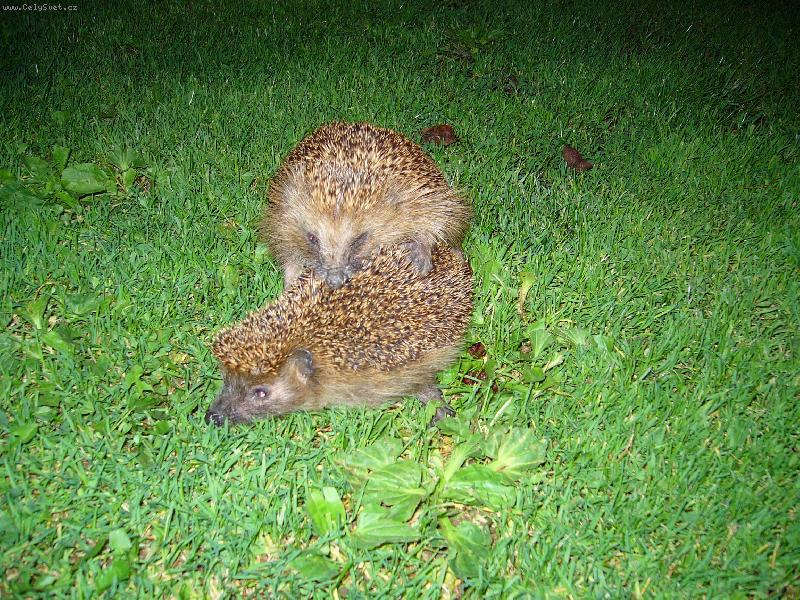 Foto: Je�ci v akci