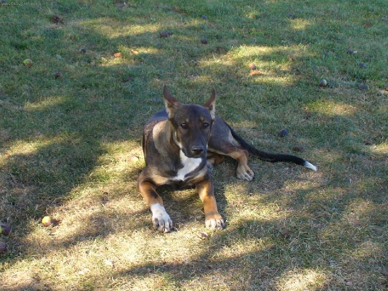 Foto: K��enec - m�ma je �eskosl. vl��k a t�ta NO k��en� s pidbulem-V�em se moc l�b�m, jen jsem trochu tvrdohlav�