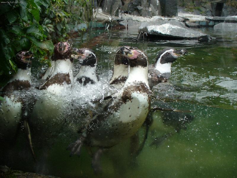 Foto: Tu���ci-Honba za potravou