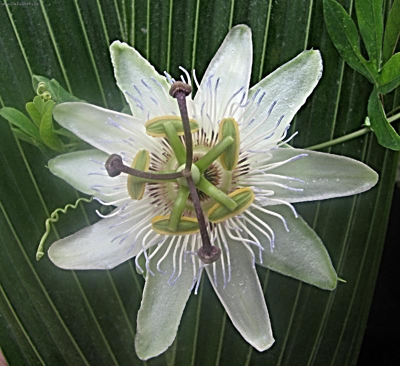 Foto: Kv�t mu�enky