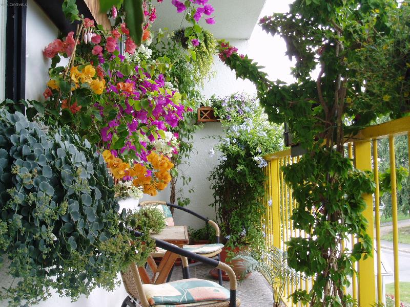 Foto: Balkon s boungaivillei-Jihov�chod balkonu