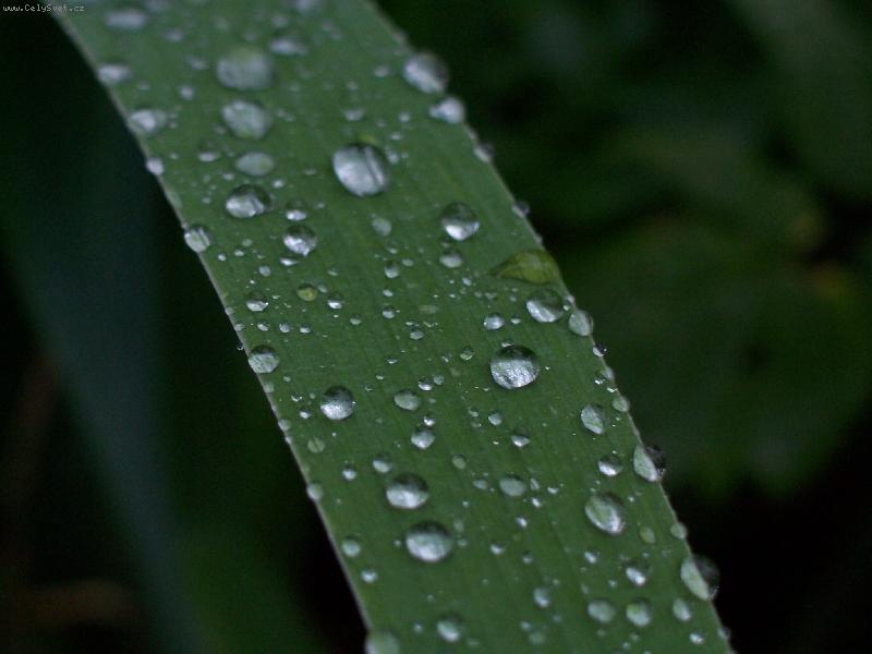 Foto: Po de�ti...-Jako perli�ky...