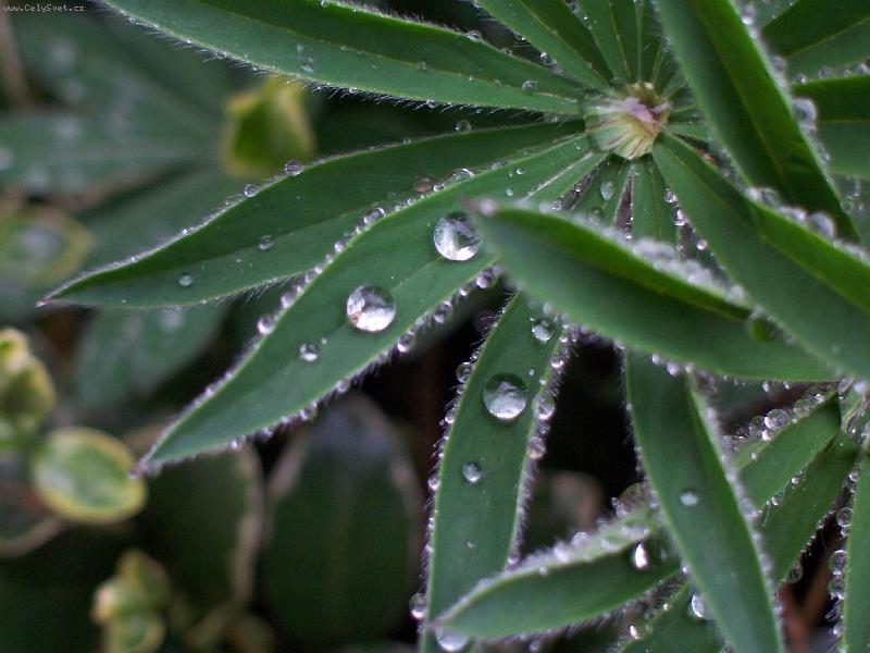 Foto: Kapky de�t�-V zahr�dce...