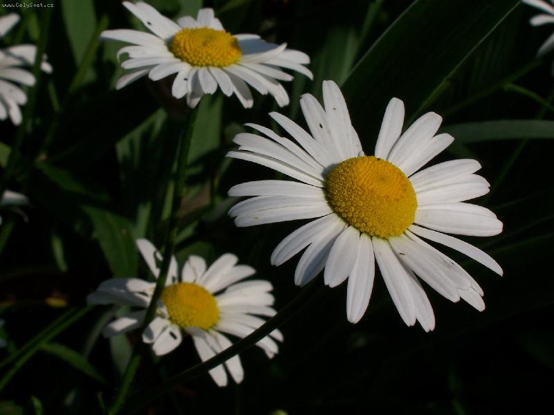 Foto: Kopretiny-V zahr�dce