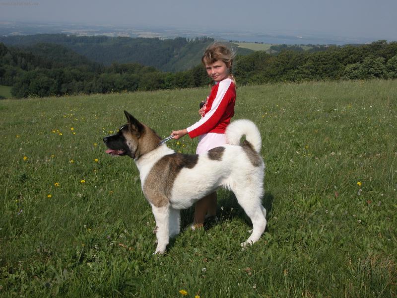 Foto: Boddie-Americk� akita-Bodie na louce