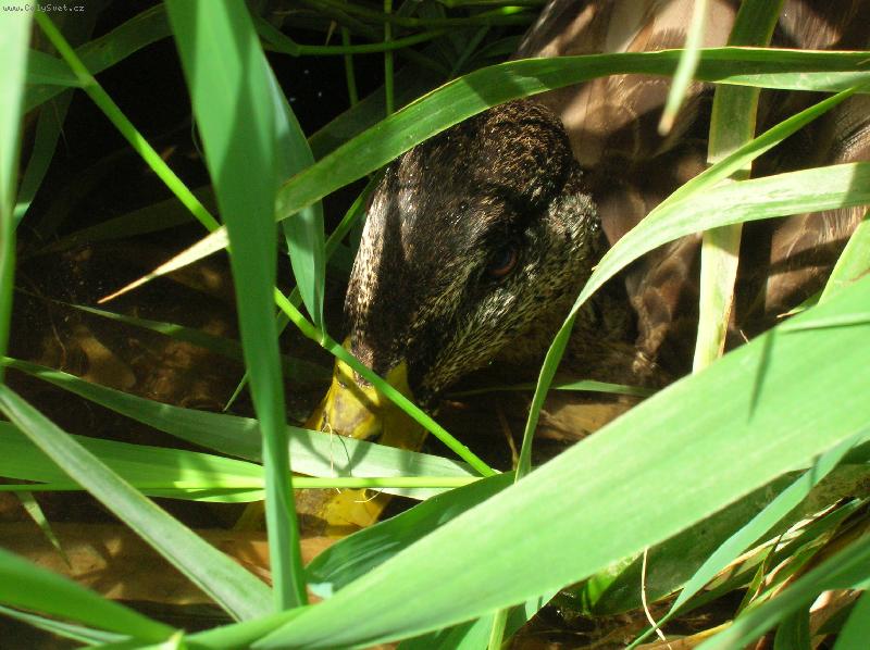 Foto: Vodn� kr�lovstv�-z�blesk divo�iny